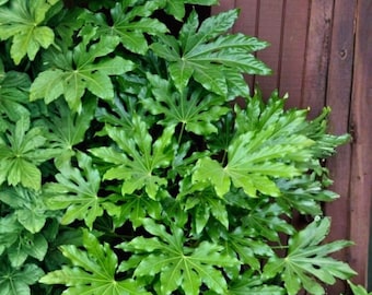 2 Fatsia Japonica Live Plants – Japanese Aralia Evergreen Shrub, Tropical Foliage Shade Landscape Plant
