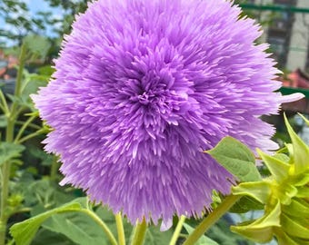 Semillas de girasol "Osito de peluche morado" – 50 raras semillas de girasol de doble floración – Flor ornamental única