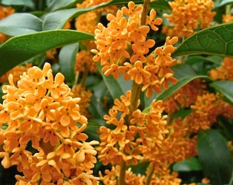 Albaricoque Echo Naranja Té Olivo – Osmanthus / Planta de inicio viva Arbusto perenne