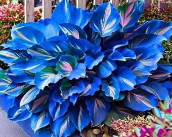 Semillas de Hosta – 160 semillas perennes para plantar en sombra en jardines – Planta de follaje resistente para exteriores, ideal para bordes