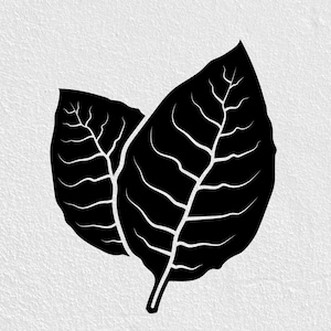 fiddle leaf tobacco Fiddle leaf tobacco, Nicotiana repanda, found in sandy soil
