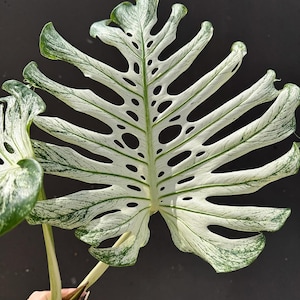 May include: A close-up of a variegated Monstera leaf, displaying a striking pattern of white and green. The leaf has large, irregular holes and a textured surface. The stem is visible, held by a hand, against a dark background.