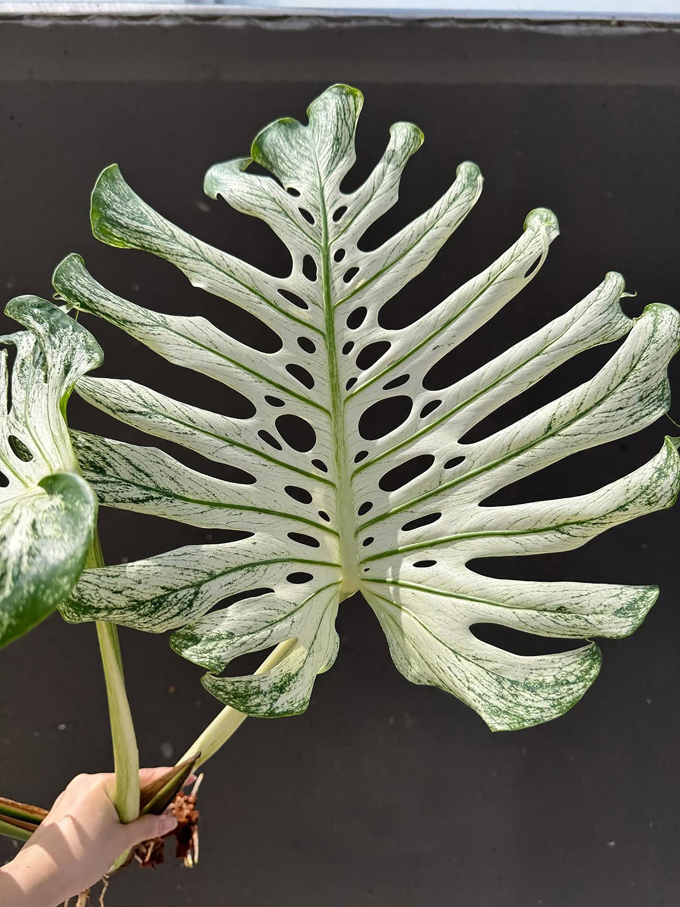 Monstera devil monster - Etsy 日本