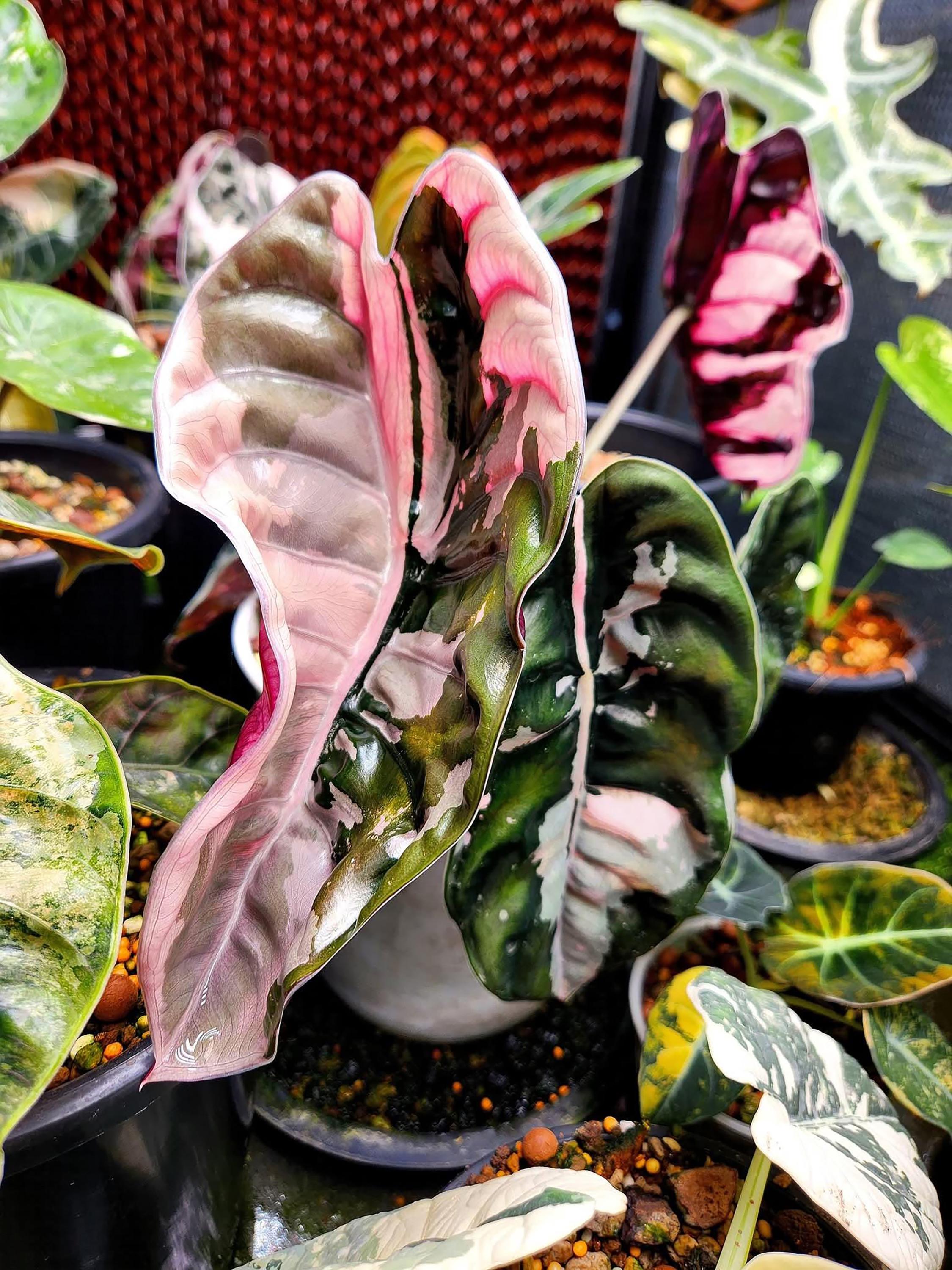 Alocasia cuprea - Etsy 日本