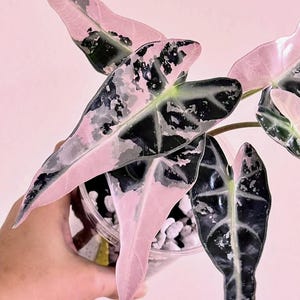 アロカシア　バンビーノ　ピンク斑入り アロカシア バンビーノ ピンク斑入り 【公式通販】