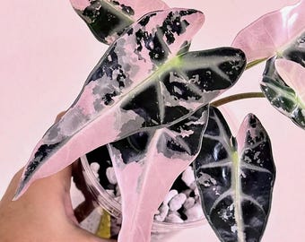 Alocasia Bambino Rosa Variegada, Planta Rara, Plantio de Cormos, Jardinagem Interna e Externa