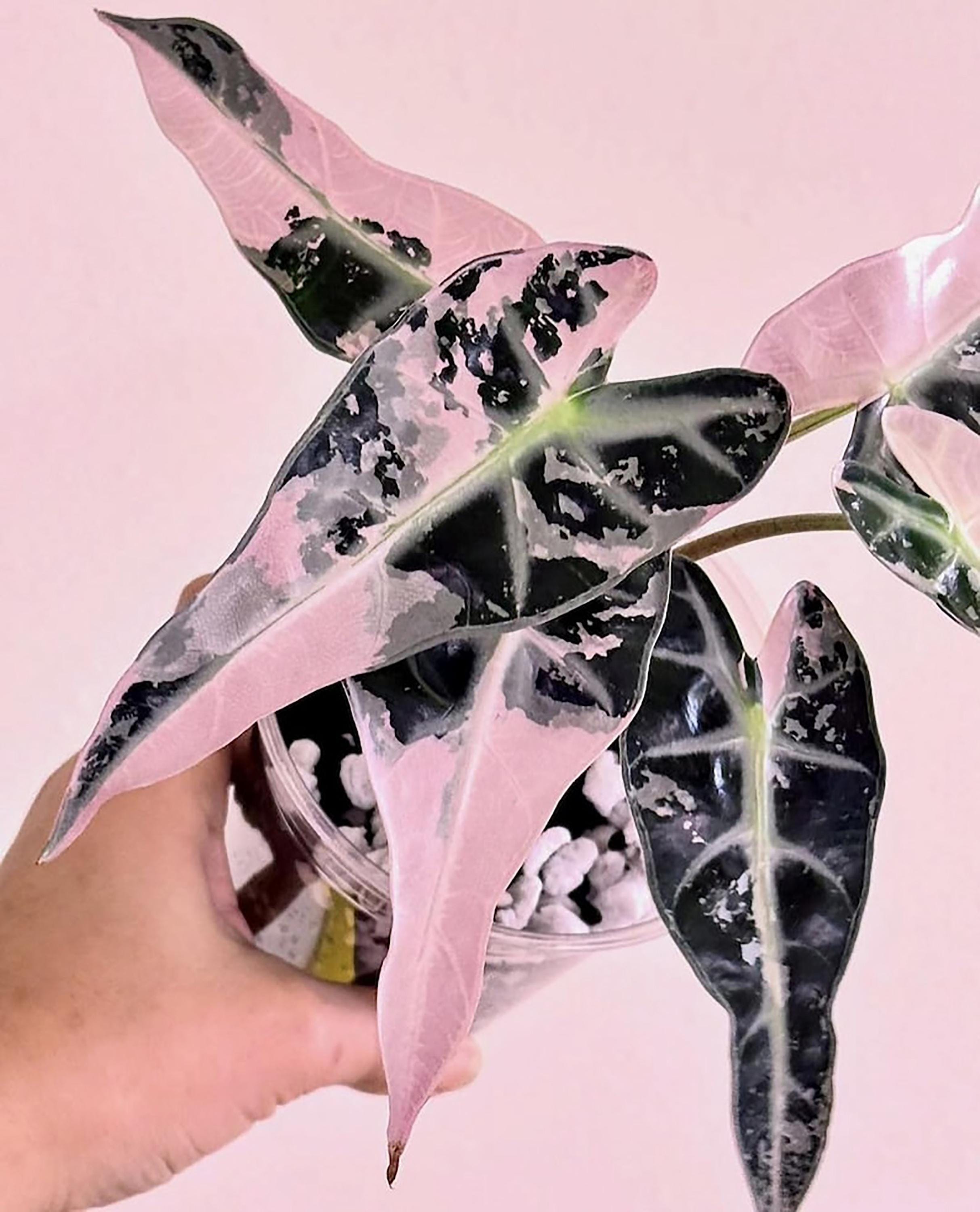 Alocasia bambino pink variegated - Etsy 日本