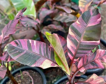 Planta de banano abigarrada rosa Musa Nono Plantas de interior raras