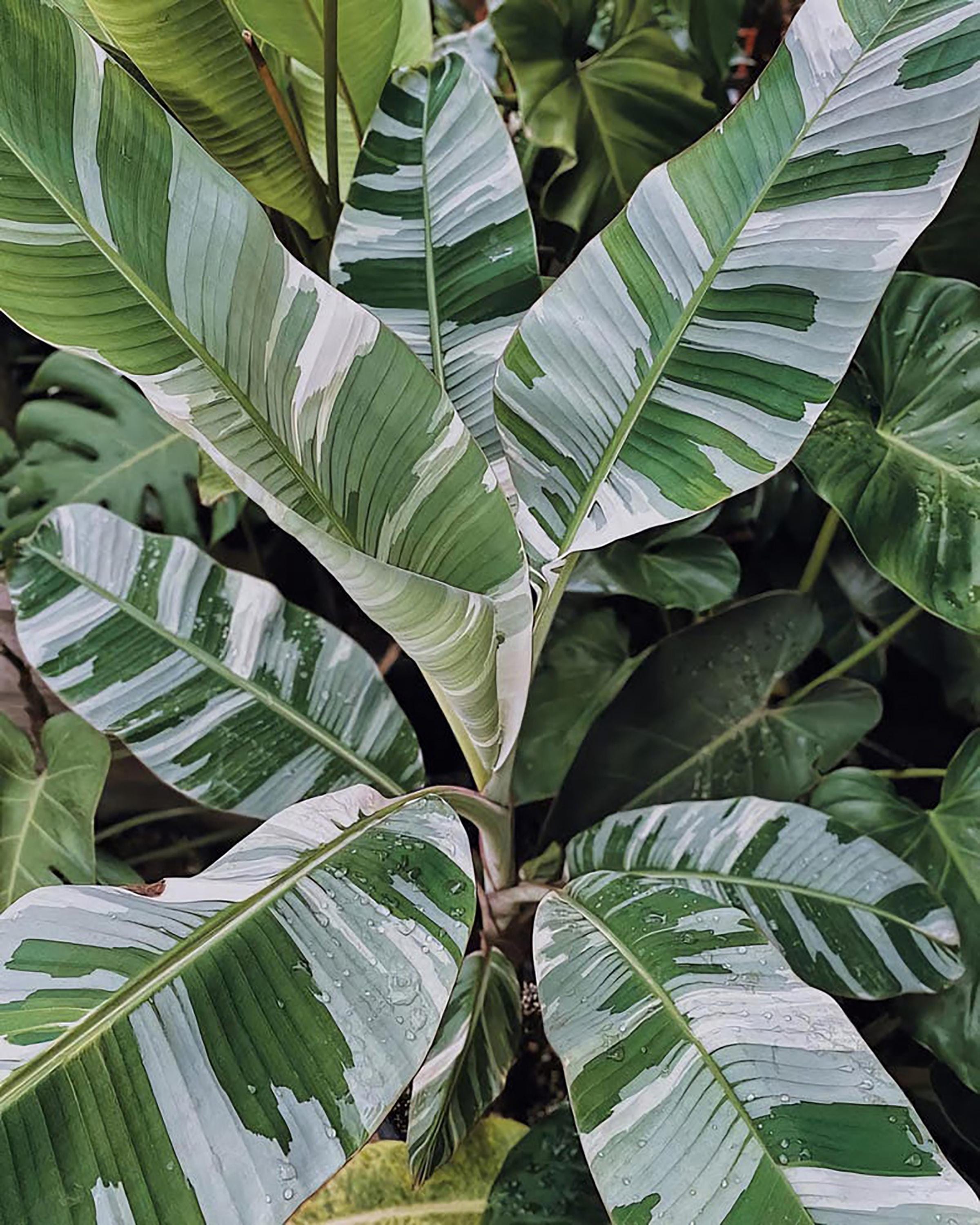Musa florida variegated - Etsy 日本