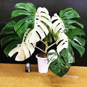 May include: A potted Monstera plant with large, split leaves. Some leaves are solid green, while others are a striking white and green variegated pattern. The plant is in a white pot, set against a dark background.