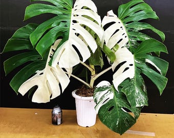 Monstera Borsigiana Albo Halfmoon Variegada Plantación Nudos Enraizados Esquejes