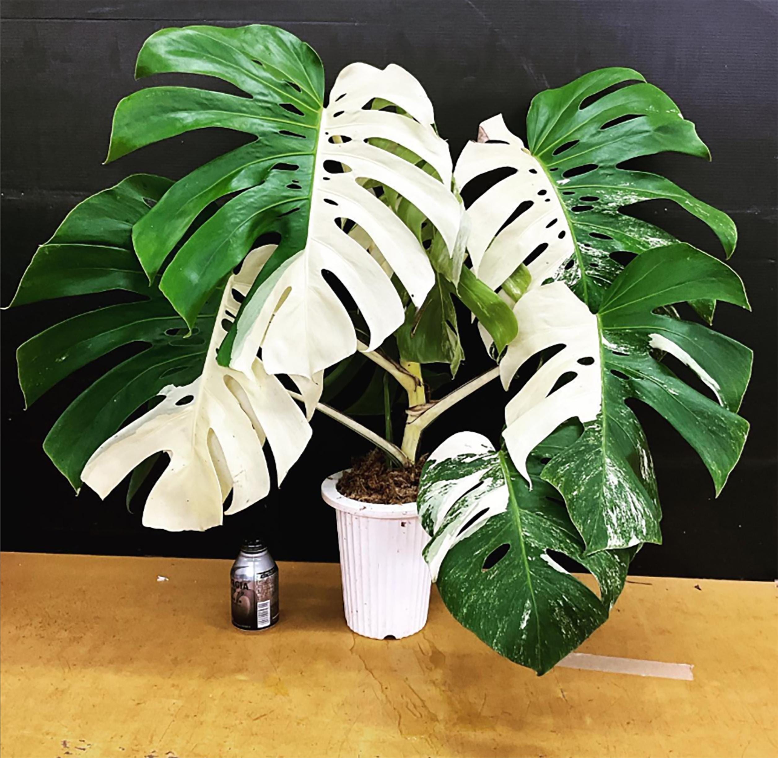 Monstera borsigiana albo - Etsy 日本