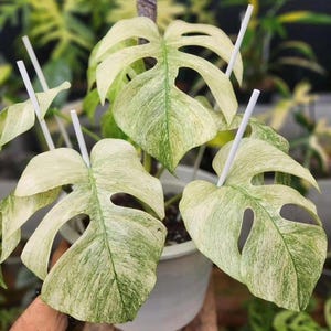 Monstera Mint Variegated Planting Rooted Nodes Cuttings Indoor Outdoor Gardening