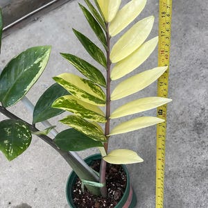 Zamioculcas variegata - Etsy 日本