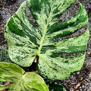 May include: A close-up of a variegated Monstera leaf, displaying a striking blend of green and creamy white markings. The leaf has a split, fenestrated form, with a clear central vein. This plant is a popular houseplant, known for its unique foliage.