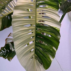 Corte de nós enraizados variegados Monstera laniata albo