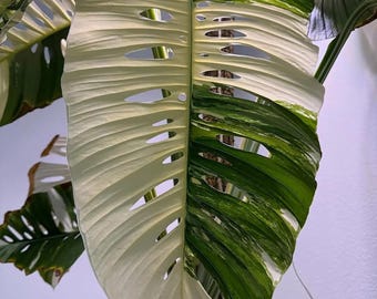 Monstera laniata albo Corte de nodos enraizados abigarrados