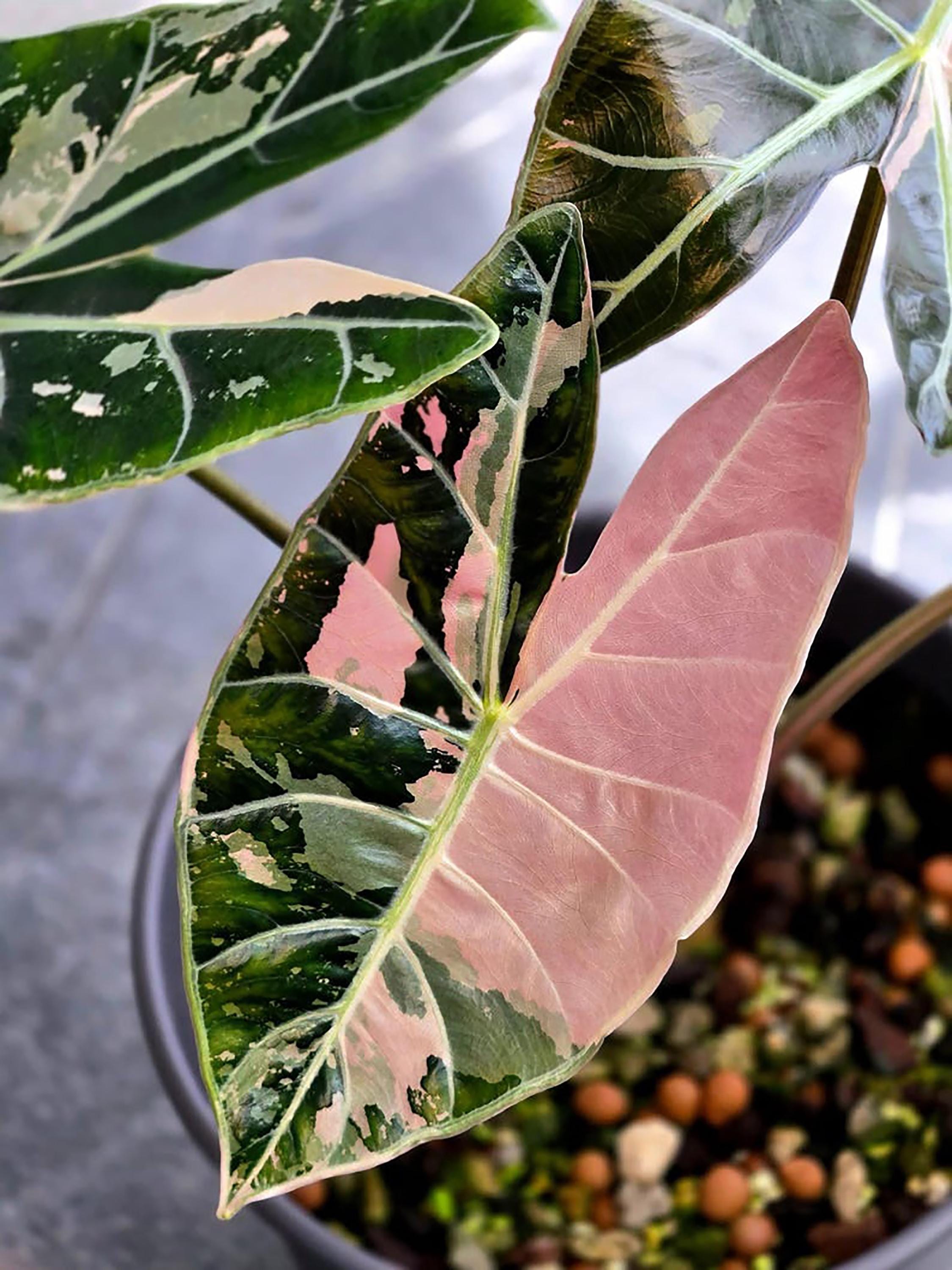 Alocasia chantrieri pink variegated - Etsy 日本