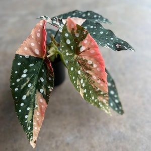 Rare begonias - Etsy 日本