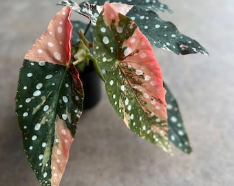 Begonia Maculata, planta de raíz rosa abigarrada
