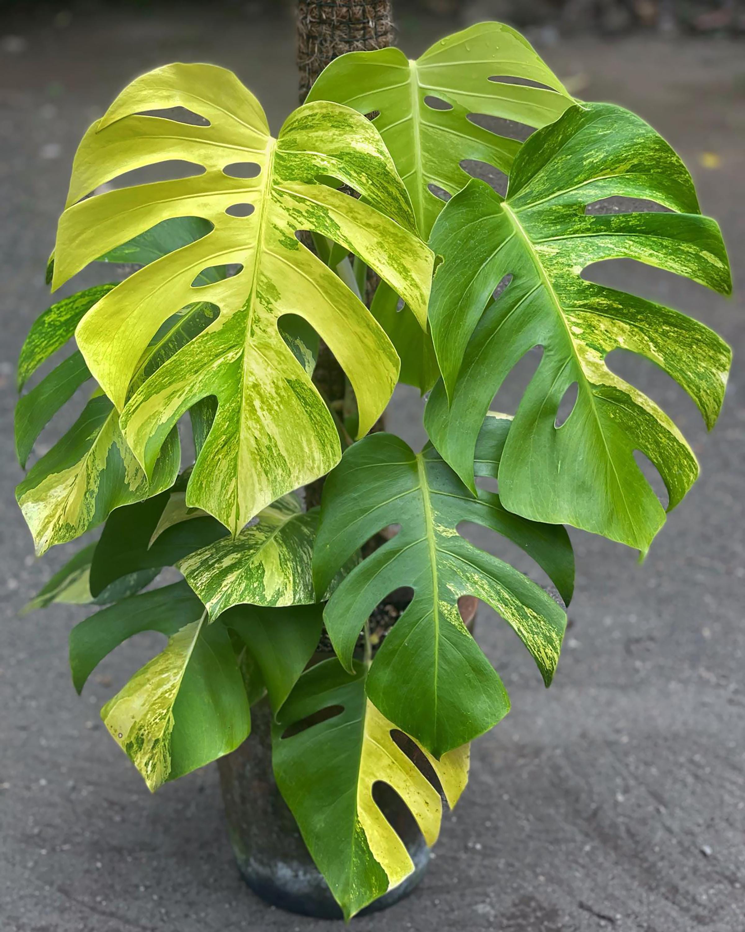 Monstera deliciosa variegata - Etsy 日本