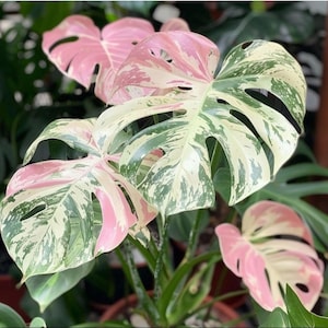 Pink monstera plants - Etsy sterreich