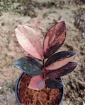 Zamioculcas Zamiifolia black variegated ZZ Rare house Plants product logo