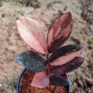 Black Zz Plant - Etsy UK