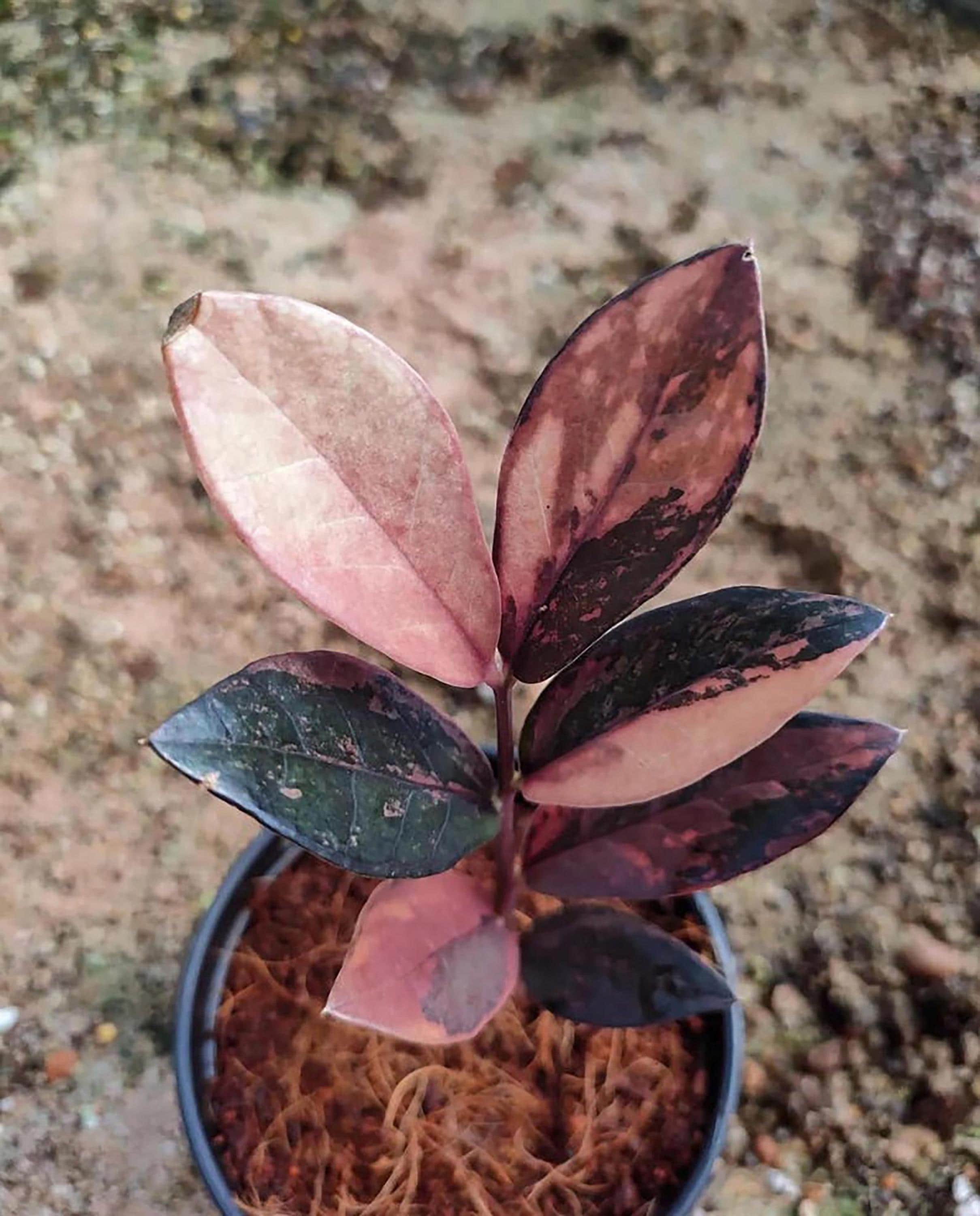 その他観葉植物 r/HouseplantsUK : Kojoから of 私の一番ピンクな観葉植物！House Red Deep Zz その他観葉植物