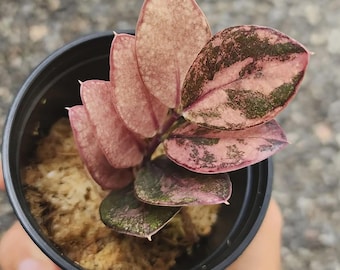 Zamioculcas Zamifolia ZZ Raven Pink Variegated, tallo enraizado, planta de interior rara.