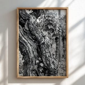 May include: A black and white framed wall art print featuring a close-up of a gnarled, textured grapevine trunk with deep ridges and weathered bark. The background shows blurred vineyard rows with leaves, all encased in a light wood frame.