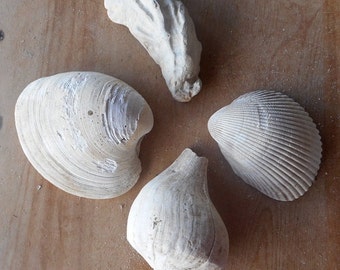 Large Shells Four Different Florida Fossil Finds Clam Oyster Cockle Welk Shell Collection