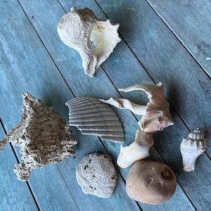 May include: A collection of seashells in various shapes and sizes, including a large, white, open shell, a smaller, brown, spiral shell, and a few other shells with rough textures. The shells are arranged on a blue wooden surface.