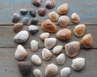 Florida Sea Shells Nature Craft Coastal Life Beach House Decor