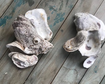 Oyster Shell Clusters Matching Tops And Oyster Cups Coastal Lagoon Beach Shell Collection Science Specimen Display Fairy Magic Craft Supply