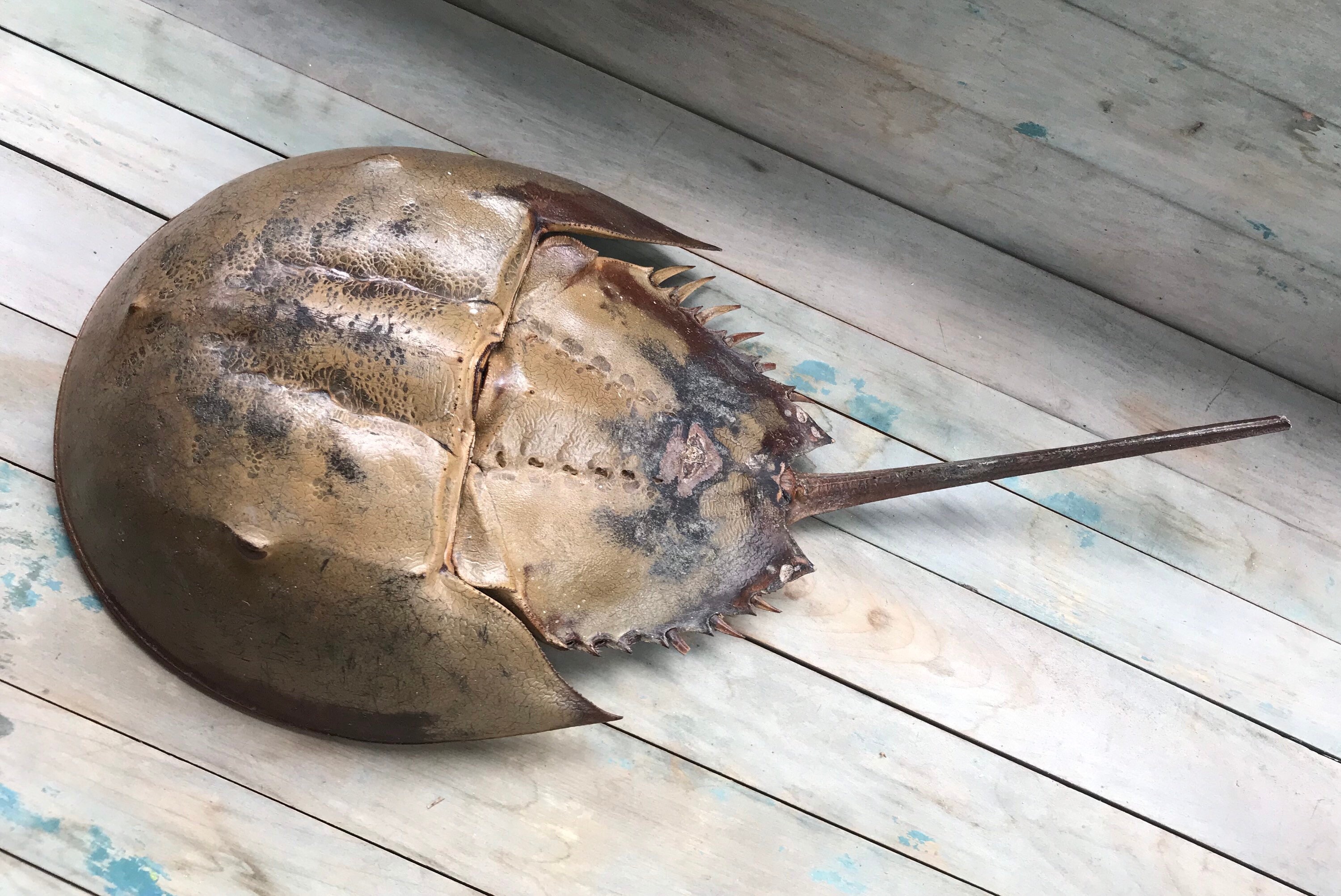 Horseshoe Crab Shell Pieces Weathered Beach Find Arts And Etsy