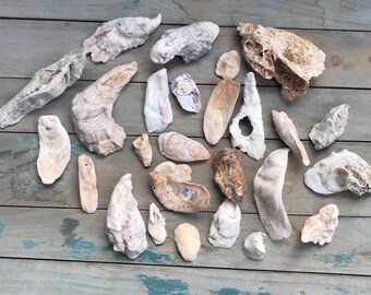 26 Oyster Shells For Mixed Media Arts And Crafts Coastal Decor Beach Wedding Shell Collection Science Specimen Craft Supplies Fairy Garden