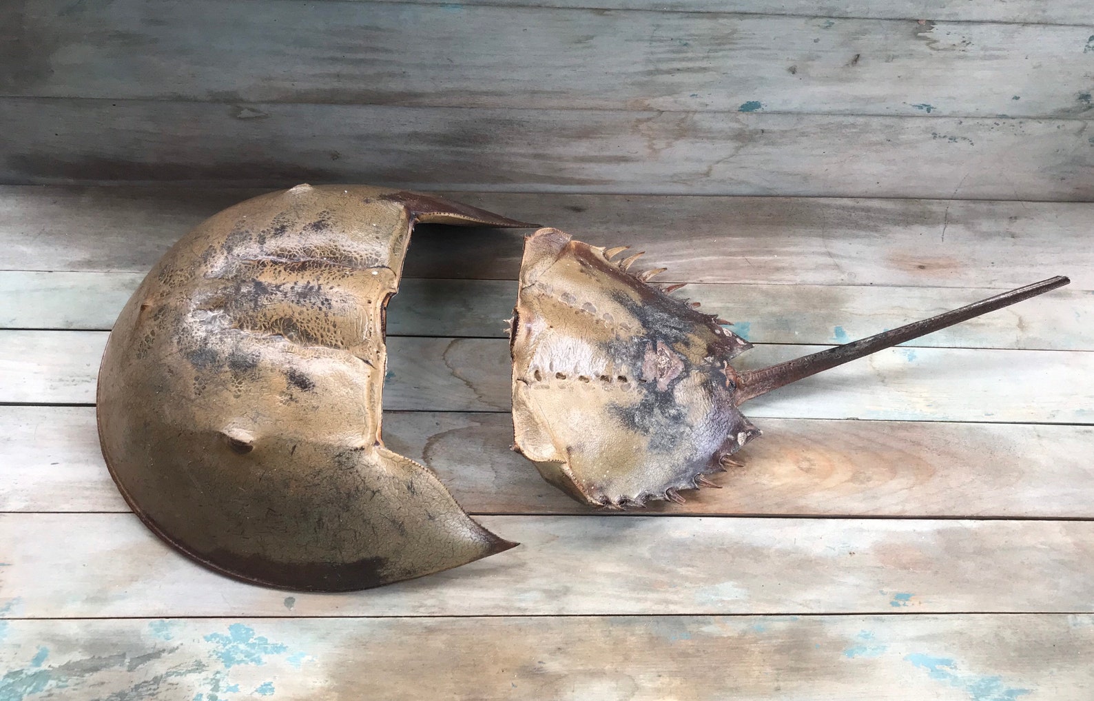 Horseshoe Crab Shell Pieces Weathered Beach Find Arts And Etsy