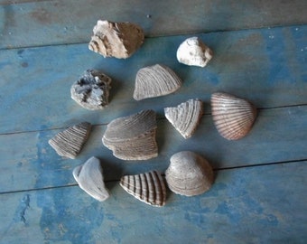 Fossils Clam Shell Conch Ark Shell And Fragments Pieces Of Clam And Sedimentary Rock Ancient Sea Florida Find Natural Supply Mixed Media Art
