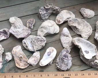 Oyster Shells For Mixed Media Coastal Decor Beach Wedding Runners Shell Collection Science Specimen Craft Supplies Fairy Garden Shell Art