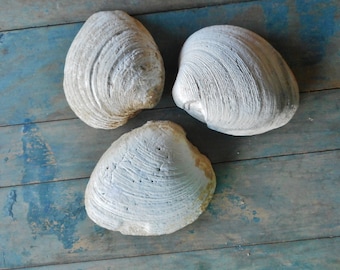 Three Large Clam Shells Prehistoric Fossils Aquarium Terrarium Smudge Shell Flower Bed Rock Gardens Doorstop Ancient Sea Shell Collection