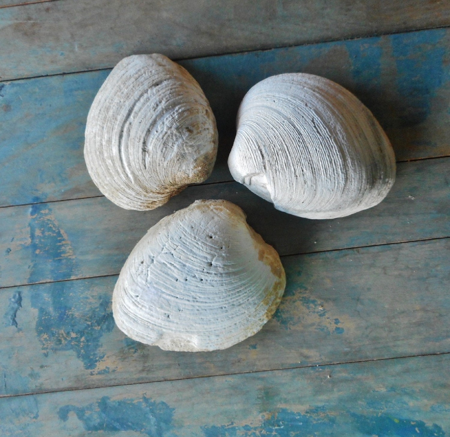 Three Large Clam Shells Prehistoric Fossils Aquarium Terrarium - Etsy