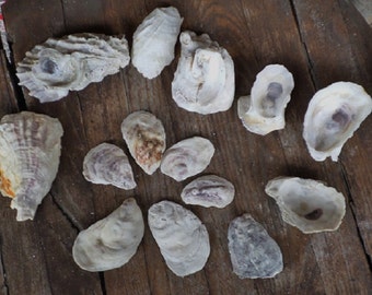 Oyster Shells Coastal Decor Shell Collection Science Specimen Craft Supplies