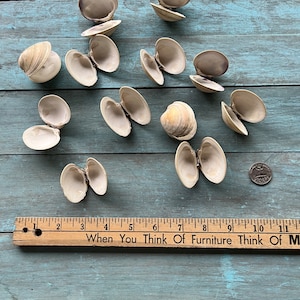 Clam Shells