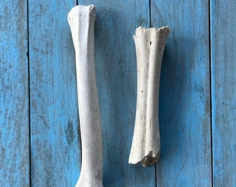 Two Leg Bones Whitetail Deer And Cow Bones Primitive Tool Jewelry Western Wedding Zoology Animal Totem Magic Real Bones Rustic Camp Decor