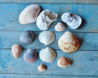 12 Florida Sea Shells Treasure Coast Find Colorful Beach Decor Shell Collection Nature Craft Supply Beach House Wedding And Party Decor Art