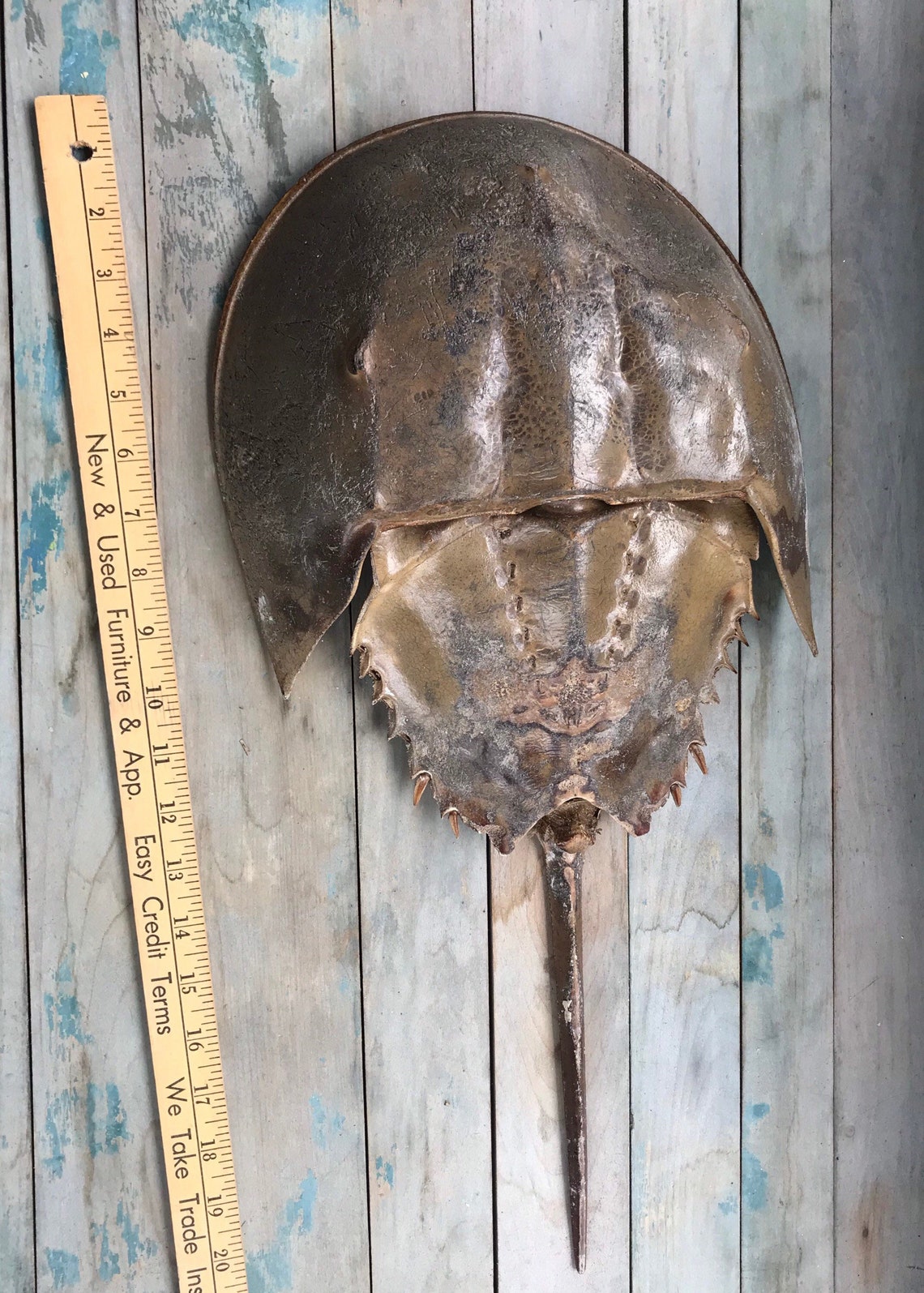 Horseshoe Crab Shell Pieces Weathered Beach Find Arts And Etsy