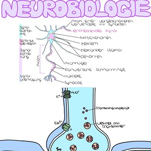 May include: A detailed diagram of a neuron and synapse, labeled in German. The illustration shows the axon, dendrites, and other parts of the neuron, along with the process of signal transmission.