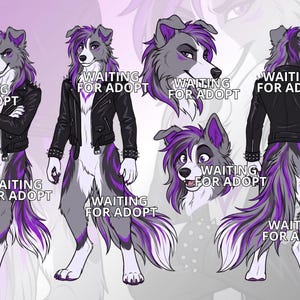 Border Collie Fursona Reference Sheet, Anthropomorphic Dog Furry Art, Fandom Male Character Design, Rock Jacket Canine Fursuit Ref Full Body