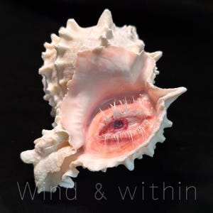 May include: A white seashell with a pink interior, featuring an artistic rendering of an eye. The eye is detailed with red and white accents, and the text "Wind & within" is at the bottom.